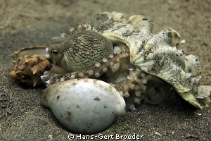 Coconut Octopus
Home,Sweet Home
Bunaken, Sulawesi, Indo... by Hans-Gert Broeder 